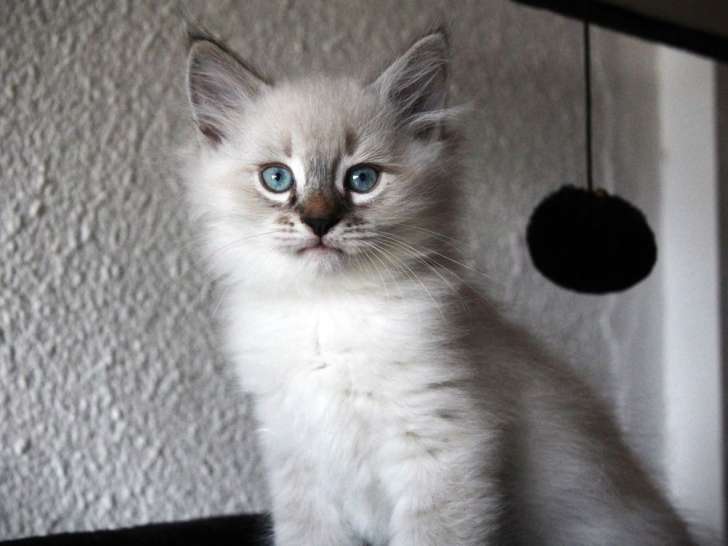 À réserver, 3 chatons mâles Sibériens LOOF, nés en juillet 2025
