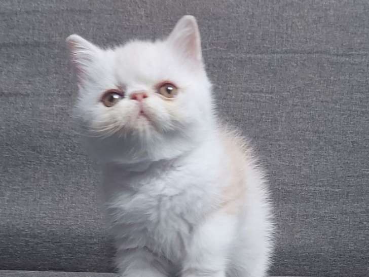 1 chaton mâle Exotic Shorthair red silver spotted tabby et blanc LOOF à vendre, né en juillet 2025