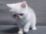 1 chaton mâle Exotic Shorthair red silver spotted tabby et blanc LOOF à vendre, né en juillet 2025