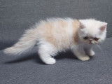 1 chaton mâle Exotic Shorthair red silver spotted tabby et blanc LOOF à vendre, né en juillet 2025