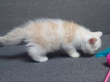 1 chaton mâle Exotic Shorthair red silver spotted tabby et blanc LOOF à vendre, né en juillet 2025