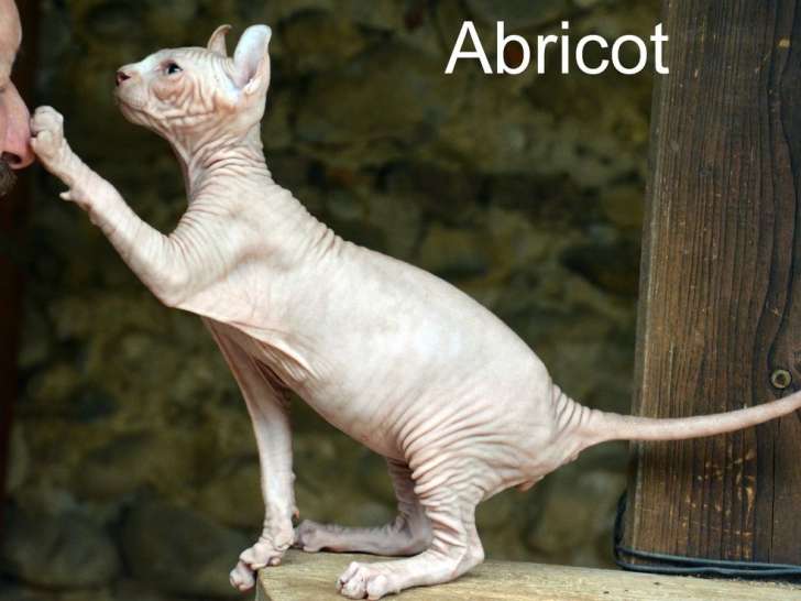 À vendre, 4 chatons mâles Sphynx et Elf LOOF, nés en juin 2025