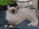 2 chatons femelles Ragdolls LOOF à vendre, seal et bleu mitted nées en avril 2025