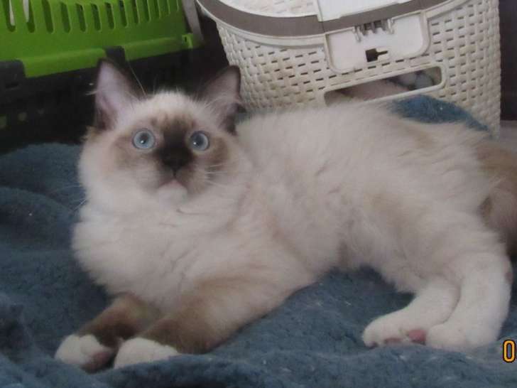 2 chatons femelles Ragdolls LOOF à vendre, seal et bleu mitted nées en avril 2025