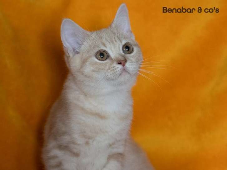 Vente de 2 chatons British Shorthairs LOOF de juin 2025, crème et bleu, 1 mâle et 1 femelle