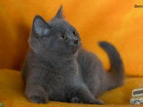 Vente de 2 chatons British Shorthairs LOOF de juin 2025, crème et bleu, 1 mâle et 1 femelle
