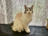 1 chatte Maine Coon LOOF à vendre, black tortie silver mackerel tabby et blanc de 2 ans