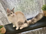 1 chatte Maine Coon LOOF à vendre, black tortie silver mackerel tabby et blanc de 2 ans