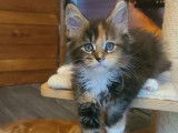 À vendre, 4 chatons mâles Maine Coons LOOF, nés en juillet 2025