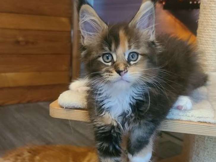À vendre, 4 chatons mâles Maine Coons LOOF, nés en juillet 2025