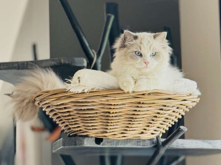 Chatons Ragdoll disponibles d&eacute;but 2026