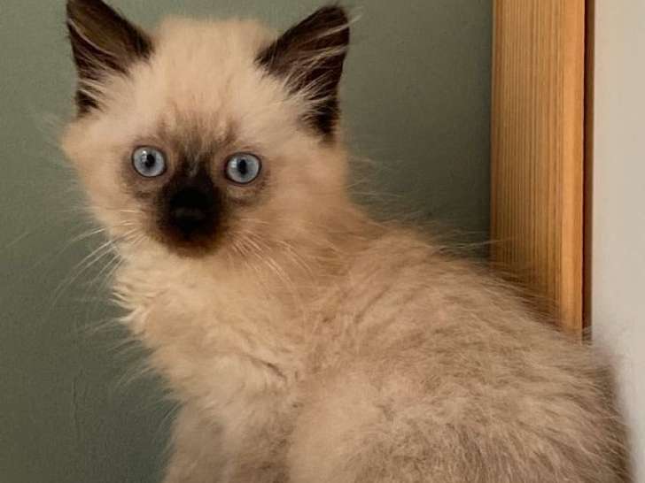 À réserver, plusieurs chatons Sibériens LOOF