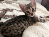 À réserver, 1 chaton mâle Savannah LOOF, né en août 2025