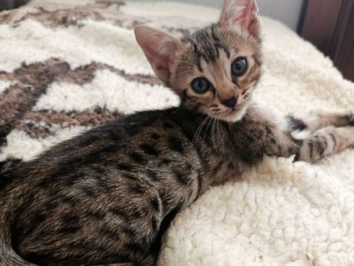 À réserver, 1 chaton mâle Savannah LOOF, né en août 2025