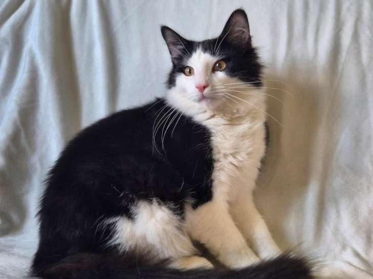 1 chaton mâle Norvégien LOOF à vendre