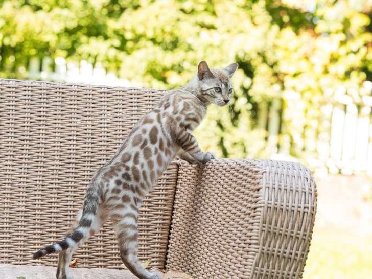 À réserver, 5 chatons Bengals LOOF