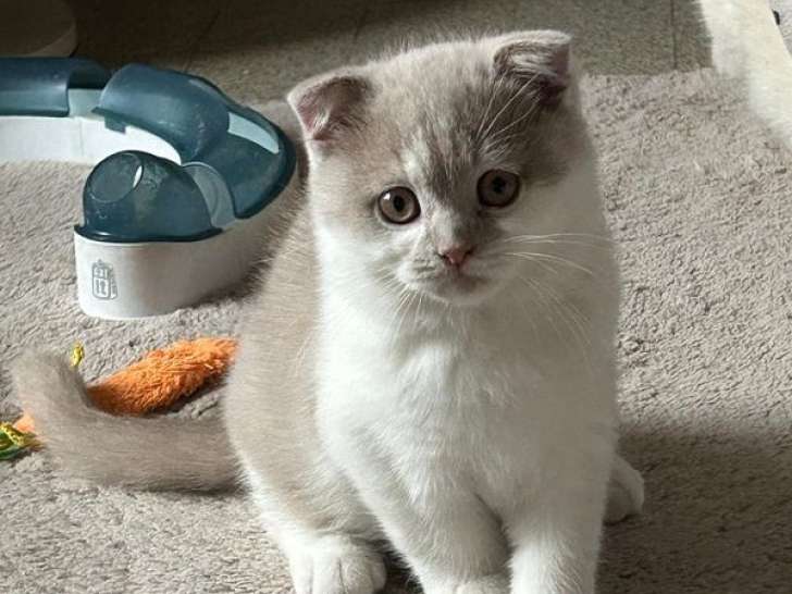 À réserver, 2 chatons Scottish LOOF, nés en juillet 2025, lilac et blanc
