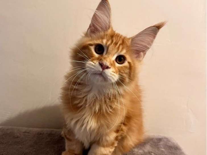Vente d’un chaton mâle Maine Coon LOOF de mai 2025, red blotched tabby
