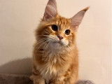 Vente d’un chaton mâle Maine Coon LOOF de mai 2025, red blotched tabby