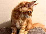 Vente d’un chaton mâle Maine Coon LOOF de mai 2025, red blotched tabby