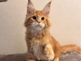 Vente d’un chaton mâle Maine Coon LOOF de mai 2025, red blotched tabby