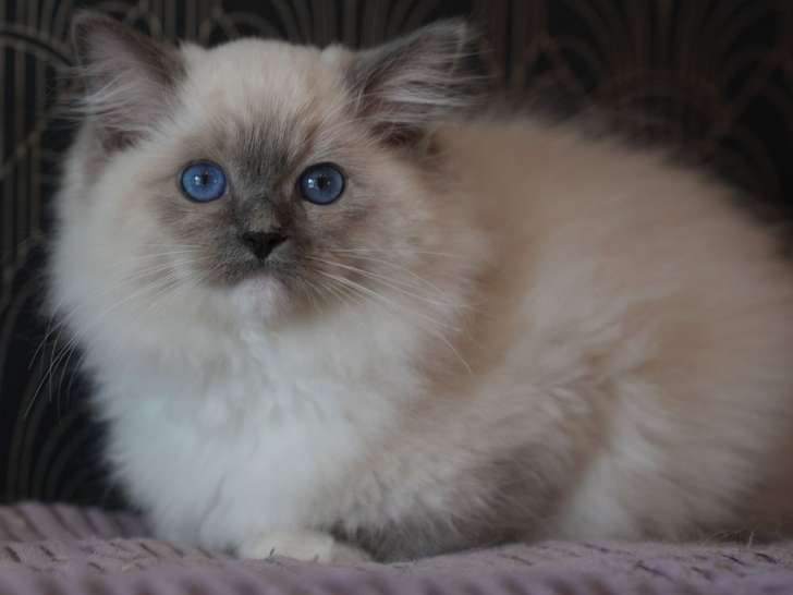 À vendre, 1 chaton mâle Ragdoll LOOF, né en juin 2025, blue point mitted