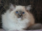 À vendre, 1 chaton mâle Ragdoll LOOF, né en juin 2025, blue point mitted