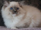 À vendre, 1 chaton mâle Ragdoll LOOF, né en juin 2025, blue point mitted