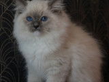 À vendre, 1 chaton mâle Ragdoll LOOF, né en juin 2025, blue point mitted