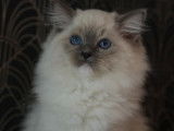 À vendre, 1 chaton mâle Ragdoll LOOF, né en juin 2025, blue point mitted