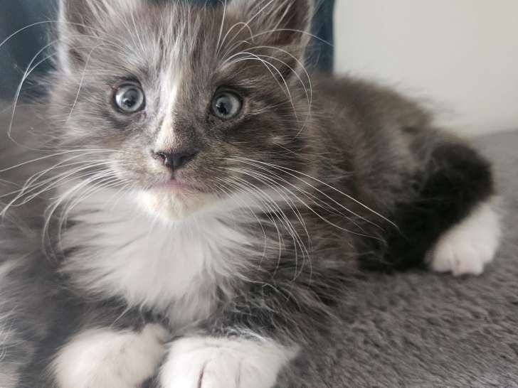 Chatons Maine Coon LOOF à vendre