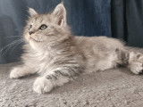 Chatons Maine Coon LOOF à vendre