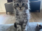 Chatons Maine Coon LOOF à vendre