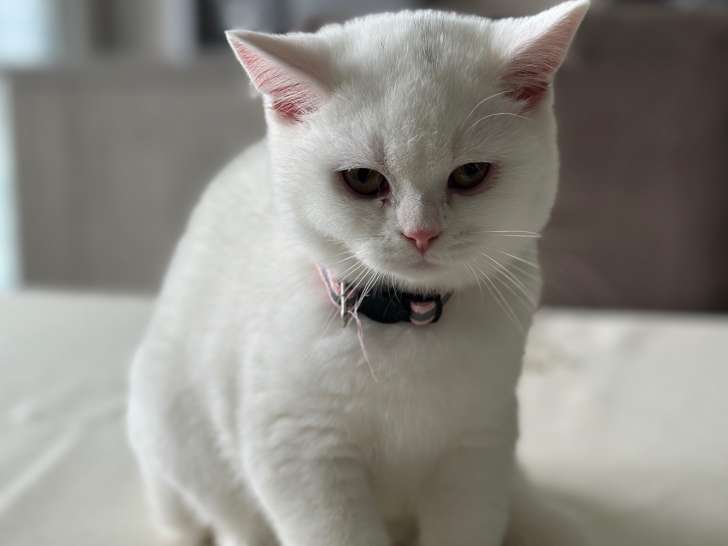 Chatonne British Shorthair à vendre