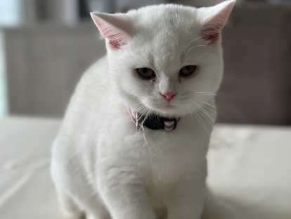 Chatonne British Shorthair à vendre