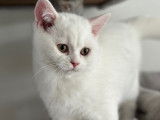 Chatonne British Shorthair à vendre
