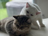 Chatonne British Shorthair à vendre