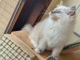 Chatonne Ragdoll bleu mitted à vendre