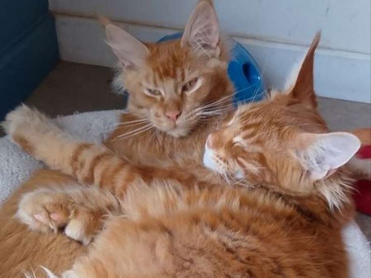 3 chatons Maine Coons LOOF à vendre, nés en avril 2025, femelles brown tortie et red