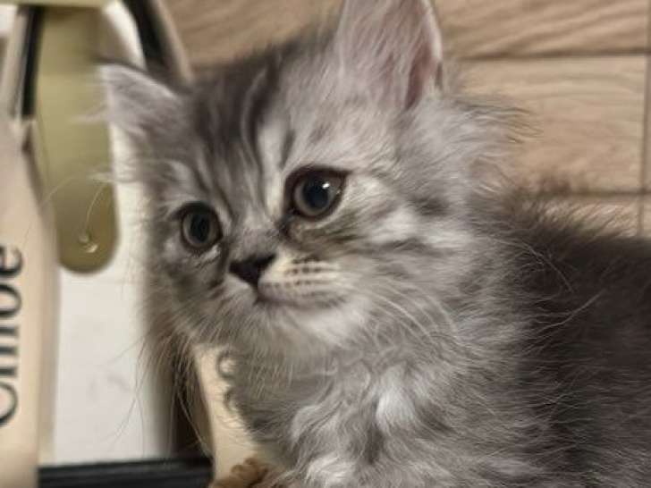 1 chaton British Longhair LOOF à réserver, mâle black silver tabby d'août 2025