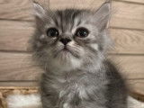 1 chaton British Longhair LOOF à réserver, mâle black silver tabby d'août 2025