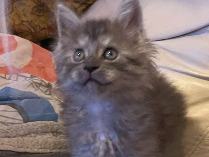 5 chatons Maine Coons non-LOOF à vendre, nés en juillet 2025, 3 mâles et 2 femelles