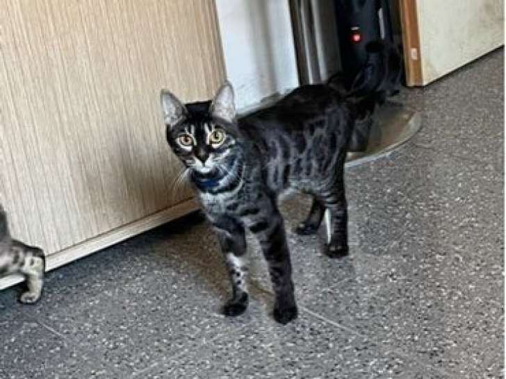 1 chatte Bengal LOOF de 2021 à vendre
