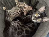 1 chatte Bengal LOOF de 2021 à vendre