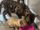 1 chatte Bengal LOOF de 2021 à vendre