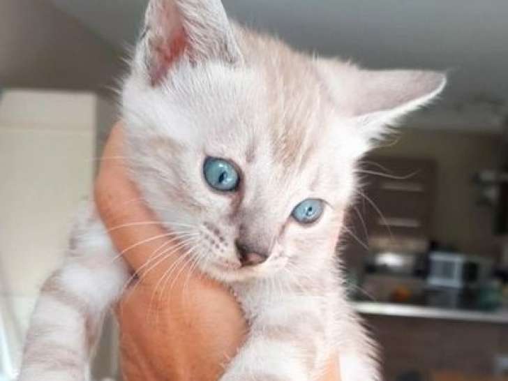 4 chatons Bengals LOOF à réserver, snow mink, silver et brown nés en août 2025