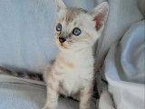 4 chatons Bengals LOOF à réserver, snow mink, silver et brown nés en août 2025