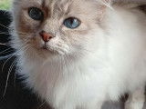 1 chatte Sacré de Birmanie LOOF à vendre, blue tortie tabby point de 5 ans