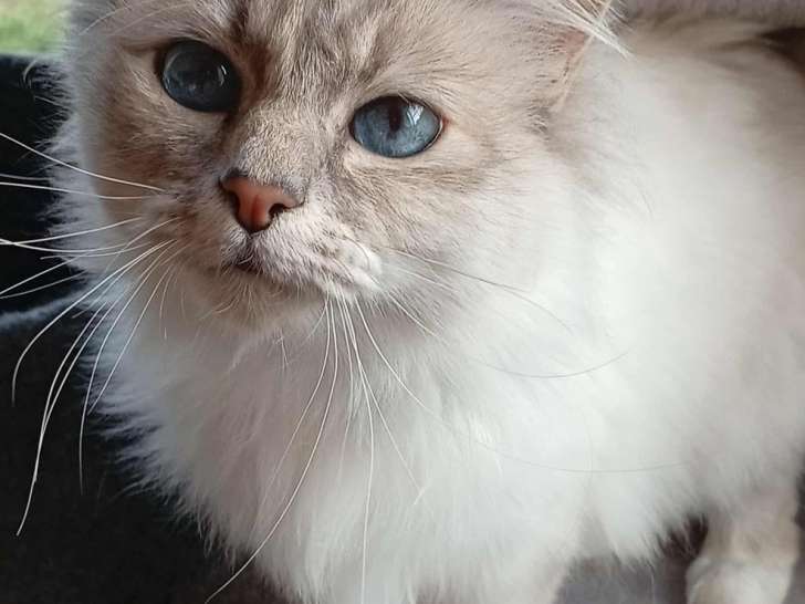 1 chatte Sacré de Birmanie LOOF à vendre, blue tortie tabby point de 5 ans