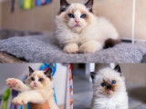 À réserver, 2 chatons Ragdolls LOOF, nés en juin 2025, seal bicolore